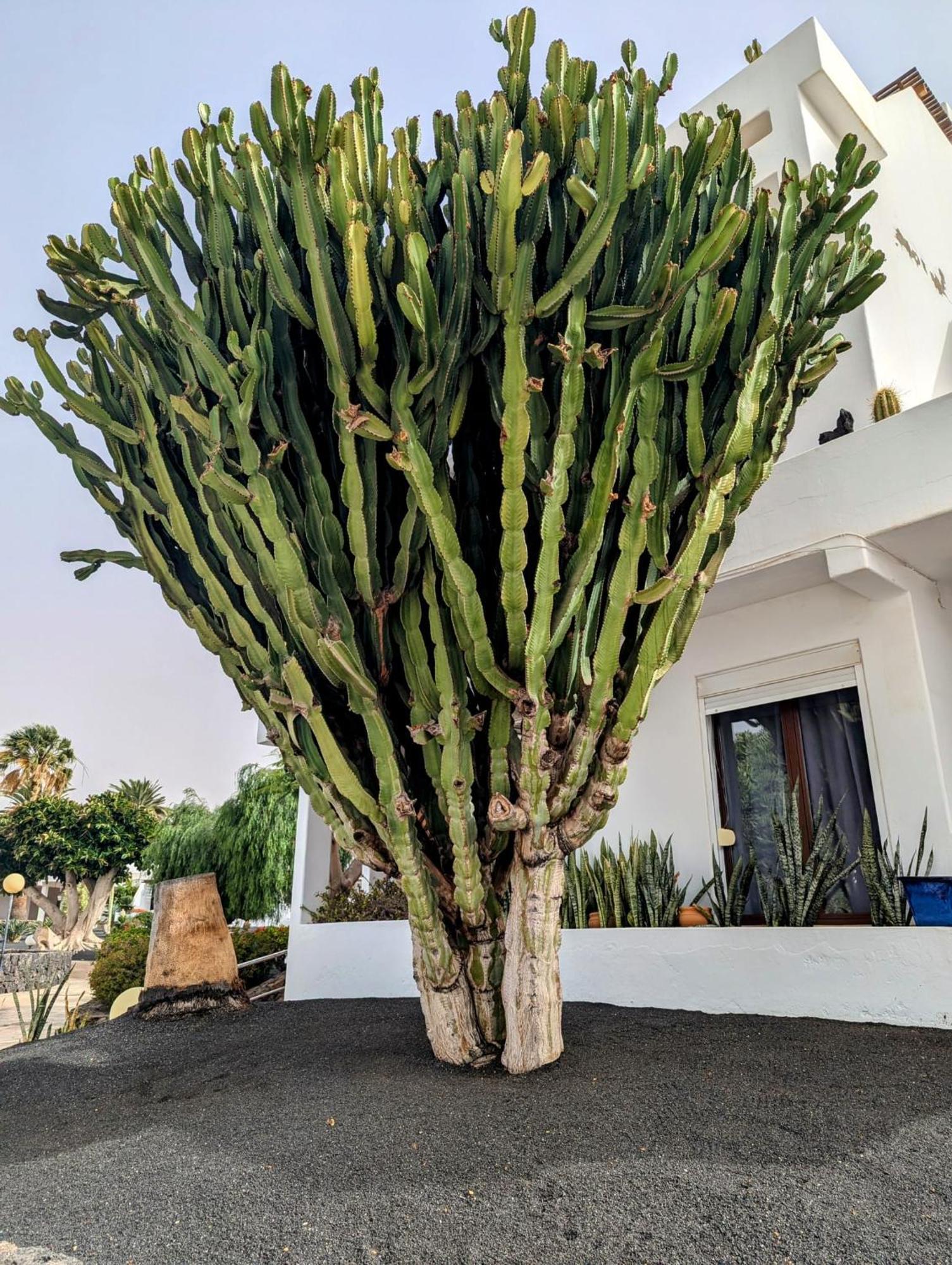 Charming Flat In Los Molinos With Terrace & Pools, Near Playa Bastian Costa Teguise Exterior photo